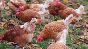 Mistreated chicken on free range chicken farm and stock breeding shows bad conditions in form of missing feathers sickness and diseases of unhealthy poultry in species inappropriate farming problems video