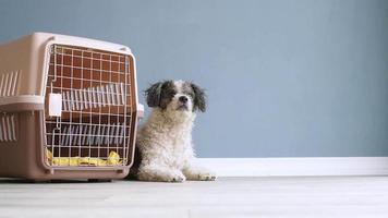 Reisetragebox für Tiere. süßer bichon frise hund, der durch reisehaustierträger liegt, blauer wandhintergrund, kopierraum video
