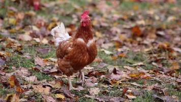 Granja de pollos de corral con aves de corral orgánicas y cría de pollos feliz que muestra gallinas felices corriendo libres en prados verdes con plumas marrones y cabezas rojas en una granja apropiada para especies de ganado doméstico video