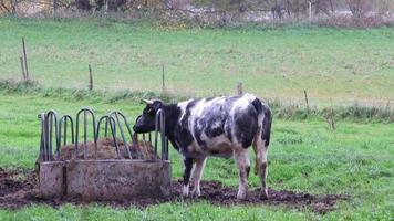 comendo vaca pastando e em pé em terras agrícolas na pecuária orgânica como produção de carne orgânica e indústria de leite orgânico na economia rural e pecuária em pastagens ao ar livre para produção de leite video