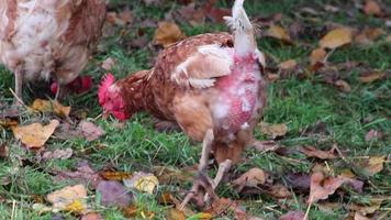 pollo maltratado en granja de pollos de corral y cría de ganado muestra malas condiciones en forma de plumas faltantes enfermedad y enfermedades de aves de corral no saludables en especies problemas de cultivo inadecuados video