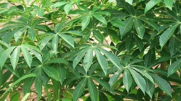 antal fot av maniok löv eller manihot esculanta crantz svängande i de vind, video