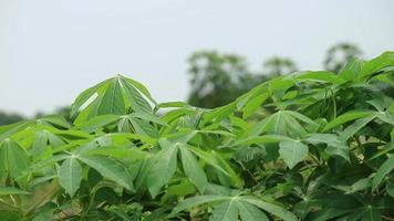 Aufnahmen von Maniokblättern oder Manihot esculanta crantz, die sich im Wind wiegen, video