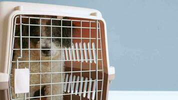 süßer bichon frise hund, der durch reisehaustiertransporter sitzt, blauer wandhintergrund video