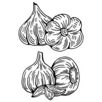 Garlic outline drawn monochrome icon set. Pile of garlic bulbs, in net bag and runchy garlic bread. Vector illustration of vegetables, farm product.