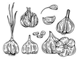 Garlic outline drawn monochrome icon set. Pile of garlic bulbs, in net bag and runchy garlic bread. Vector illustration of vegetables, farm product.