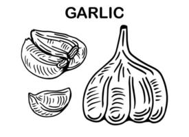 Garlic outline drawn monochrome icon set. Pile of garlic bulbs, in net bag and runchy garlic bread. Vector illustration of vegetables, farm product.