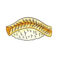 Hamachi Nigiri Sushi or Japanese Amberjack on Japanese Rice Hand Drawn vector