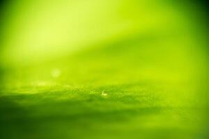 Green Leaf Supermacro photo