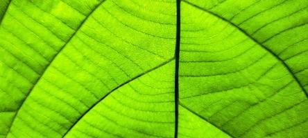 tropical green foliage with abstract lines photo