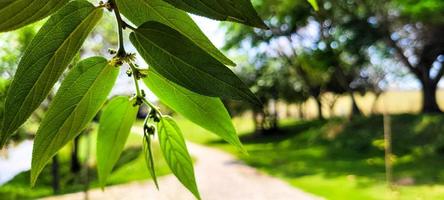 tropical green foliage with abstract lines photo