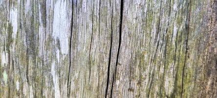 rustic old wooden log with texture photo