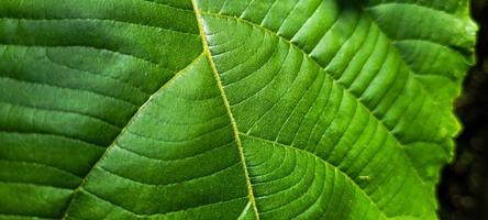 tropical green foliage with abstract lines photo