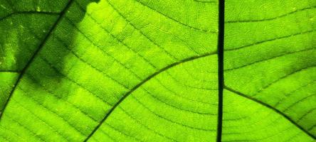 tropical green foliage with abstract lines photo
