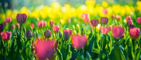 Closeup nature view of amazing red pink tulips blooming in garden. Spring flowers under sunlight. Natural sunny flower plants landscape and blurred romantic foliage. Serene panoramic nature banner photo
