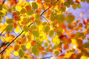 hermoso primer plano de la naturaleza. hojas de otoño de color naranja dorado en el parque, fondo natural de otoño en un follaje borroso y pacífico. naturaleza relajante hojas, colores. sereno tranquilo sol resumen bosque paisaje foto