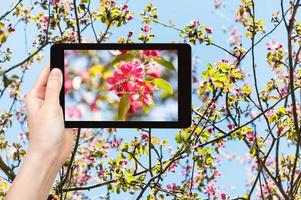 photo of pink blossoms of apple tree on tablet pc