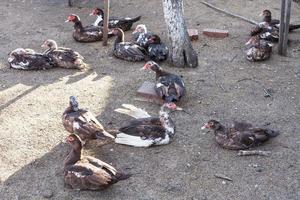 many domestic ducks on poultry yard photo