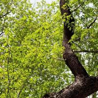 young foliage on old tree photo