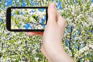 turista tomando una foto de una ramita de flor de cerezo