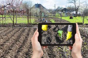 farmer photographs the planting of cabbage sprout photo