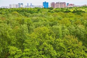 green trees in summer forest and urban houses photo