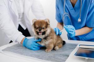 perro pomeraniano recibiendo inyección de vacuna durante la cita en la clínica foto
