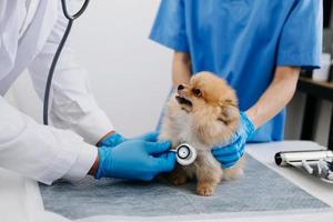 Two doctors are examining him. Veterinary medicine concept. Pomeranian in veterinary clinic. photo