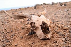 cabeza de cráneo de carnero foto