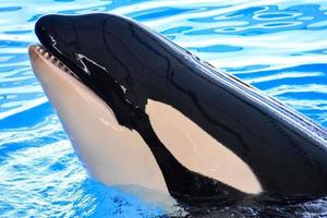 Whale swimming on a tank photo