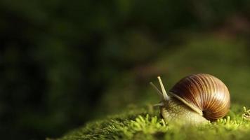 A garden snail on green moss slowly turns its head