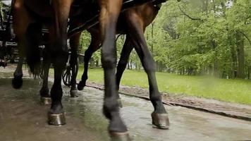 paard poten rennen Aan de weg video