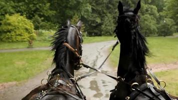 Pferde galoppieren den Waldweg entlang video