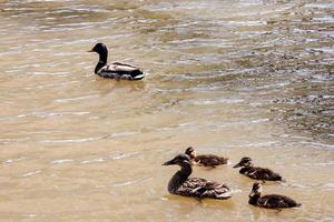 Ducks in water photo