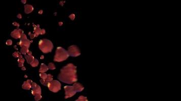 animação de pétalas de rosas vermelhas voando rápido em um fundo preto video