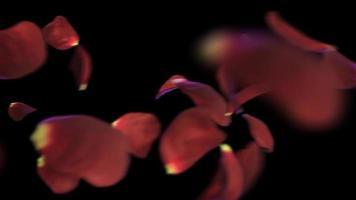 Animation of fast-flying red rose petals on a black background close-up video