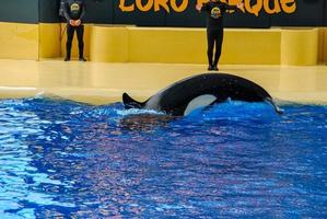 florida, 2022 - ballena del mundo marino foto