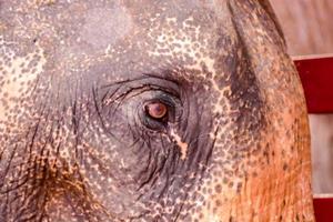 Elephant face closeup photo