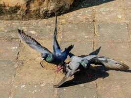 Birds fighting on ground photo