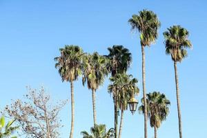 Palm trees view photo