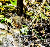 Bird on rock photo