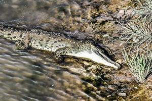 Alligator on the shore photo