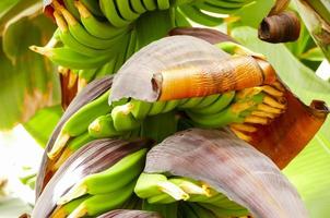 Green Banana Tree photo