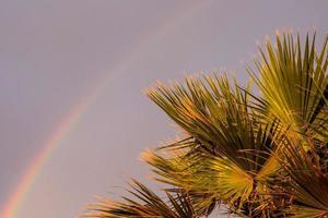 Rainbow and palm trees photo