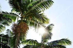 Palm trees and sky photo