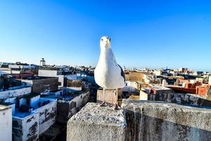 Seagull in Morocco photo