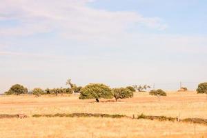 Desert landscape view photo