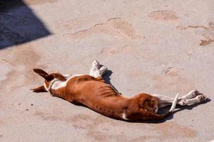 Dog on sand photo