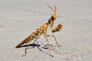 Praying mantis on pavement photo
