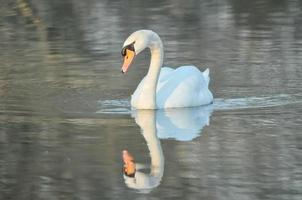 cisne en el lago foto